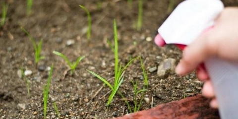 Pravi način da se riješite korova sa sredstvima koja svako ima kod kuće